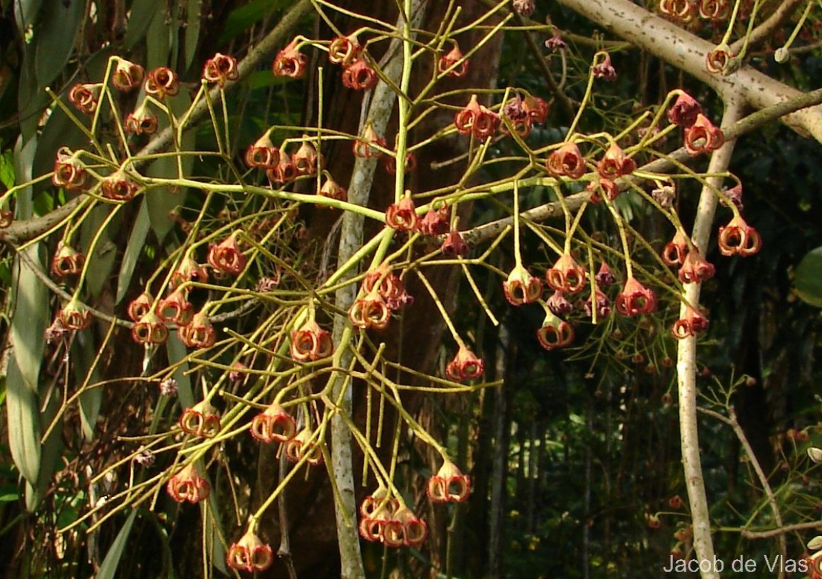 Sterculia balanghas L.